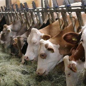 Azienda Agricola "Soto al Croz" di Corradi e Caneppele, produttori di latte per formaggio Vezzena (Lavarone) maggio 2012